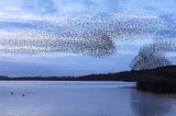 The Marketing Murmuration