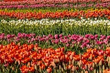 Photo of a field of tulips.