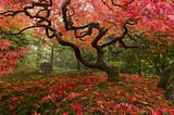 How to Choose the Best Trees for Your e