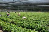 ¿Qué es la Economía Solidaria?