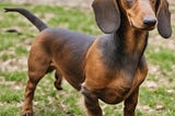 Dachshunds: How to Pick Up a Dachshund? (Answered!)
