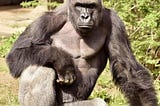 Harambe The Silverback Gorilla: Murdered While Serving Life Sentence at Cincinnati Zoo