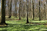 Beech trees with a blanket of white wood anemones covering the forest floor.