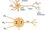 The differences between Artificial and Biological Neural Networks