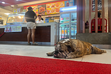 I Drove 2000km Across the Philippines and Met Bruno… The Bulldog