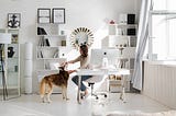 Woman sitting in a home office petting her dog, which looks to be a husky