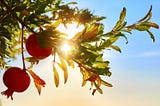 Pomegranates growing on a tree, with the sun and sky in the background.