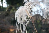 Feather-like plant at the Nezu Museum in Tokyo, December 2023. Photo by author.