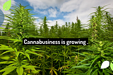 Planning for Cannabis Business in U.S. Towns and Cities