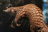 Celebrating World Pangolin Day: Understanding the Importance of Protecting Pangolins