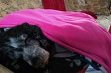 When Your Much Loved Dog is Dying…again