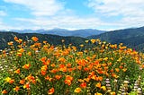 Monterey Peninsula Wildflower Kaleidoscope