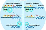Beyond Nutrition: Role of Dietary Fiber Metabolites in the Development of Dendritic Cells