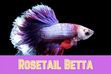 Rosetail Betta: A Good Beginner Fish?