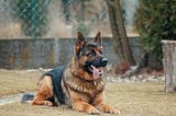 8 Things to Know About German Shepherds Before You Adopt One