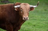 Taurus 2021 Horoscope