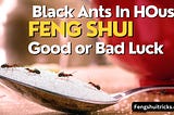 Black Ants In Your House: Good OR Bad Luck In Feng Shui(Meaning)