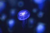 A Dive into the Ocean Testnet