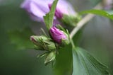 rose of sharon, bud, poetic flower