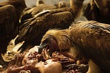 What animals eat humans alive?
