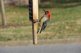 Woodpeckers at My Birdfeeders