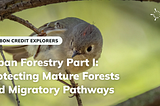 Urban Forestry Part I: Protecting Mature Forests and Migratory Pathways