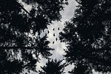 dark trees against a grey sky, seen from the ground upward