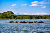 Swimming lessons from hippos