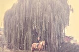 The author on a horse in front of a tall willow tree