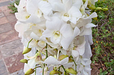 Conheça significados de orquídeas e seus lindos tons