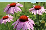 What Does Echinacea Do to Your Body? — Life Extension