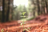 A delicate sapling just arisen through the forest floor and surrounded by towering matures trees which it will become like some day.