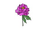 How to draw a peony