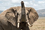 Beautiful elephant waving its trunk on the Kenyan plains. Photo by David Clode on Unsplash