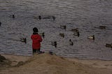 Small boy stands at water’s edge looking at a flock of swimming mallards.
