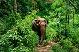 A single elephant peeks out from a bright green, forested trail on a sunny day.