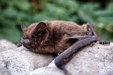 Green Tech: Bats, Biodiversity, and Building Databases