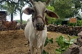 Wandering Cows, Careless Langurs — Stories from Jhalawar, Rajasthan