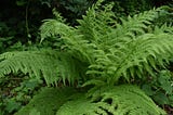 Wildlife That Love Lady Fern