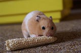 What My Hamster Taught Me About Creativity