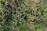 Wild violets, May 2021
