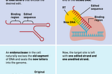 Rewriting the history books and genetic mutations alike through “Prime Editing”