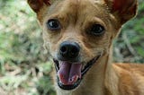 A smiling chihuahua looks into the camera.