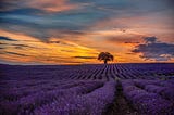 Purple Flower Field during Sunset