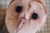 Wild Bird Rescue