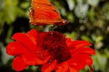 From my butterfly garden. Photo cred: a friend