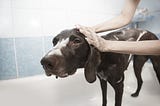 Dog dandruff and dry skin: What causes them * NatuPet