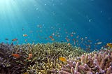 How Climate Change Is Impacting Coral Reefs
