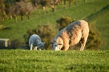 Genotyping Case Study: The Benefits Of Sheep Parentage Testing