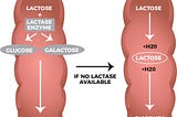 Gastrointestinal Tract showing Lactose absorption and malabsoption. Credit:Healthline.com